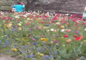 باغ زیبای لاله‌ها در چالوس + فیلم