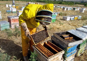 وجود 320 هزار کلنی زنبور عسل در استان اردبیل