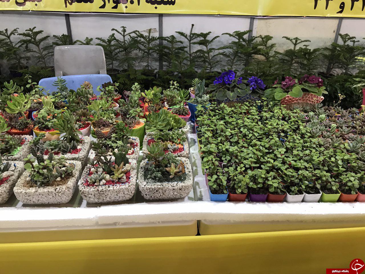 گشایش شانزدهمین نمایشگاه گل و گیاه در مشهد+تصاویر