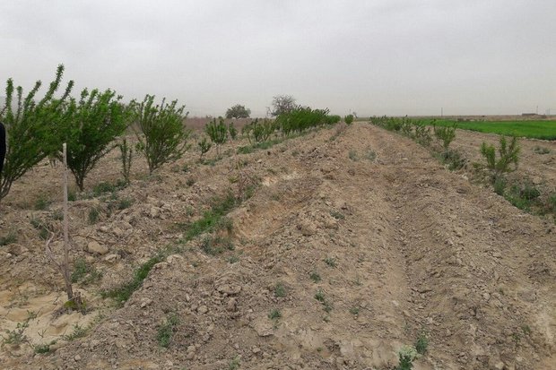درخت‌کاری بسیجیان بوشهری در خوزستان