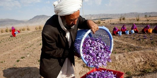 میلیاردر آمریکایی در بخش زعفران افغانستان سرمایه‌گذاری می‌کند