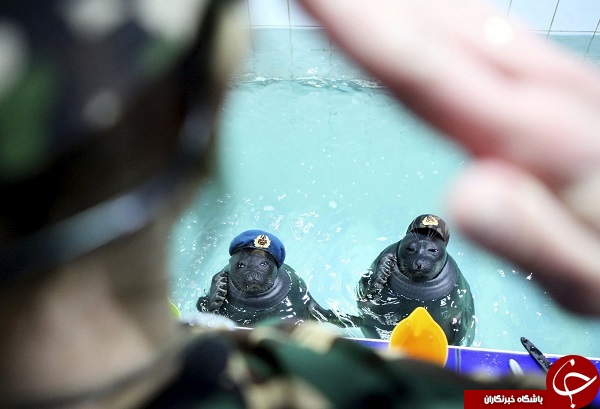 شیرهای دریایی آموزش دیده در مانور نظامی روسیه+ فیلم