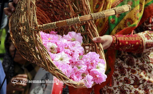 جشنواره رایحه محمدی بر تن گل های زندگی برگزار شد