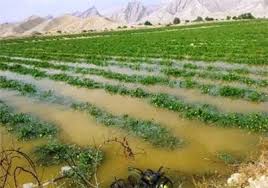 خسارت 661 میلیارد ریالی به محصولات کشاورزی در زنجان