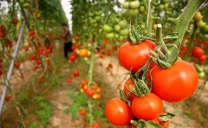 خودکفایی در تولید محصولات کشاورزی آذربایجان شرقی
