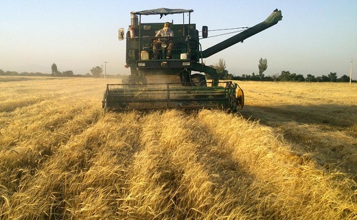 برداشت 45 هزار تن گندم از کشتزارهای استان یزد