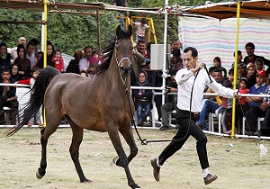 برگزاری بیست و یکمین دوره مسابقات زیبایی اسب عرب ایران