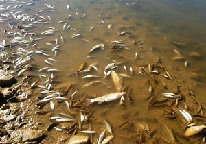 مرگ دسته جمعی ماهی ها
