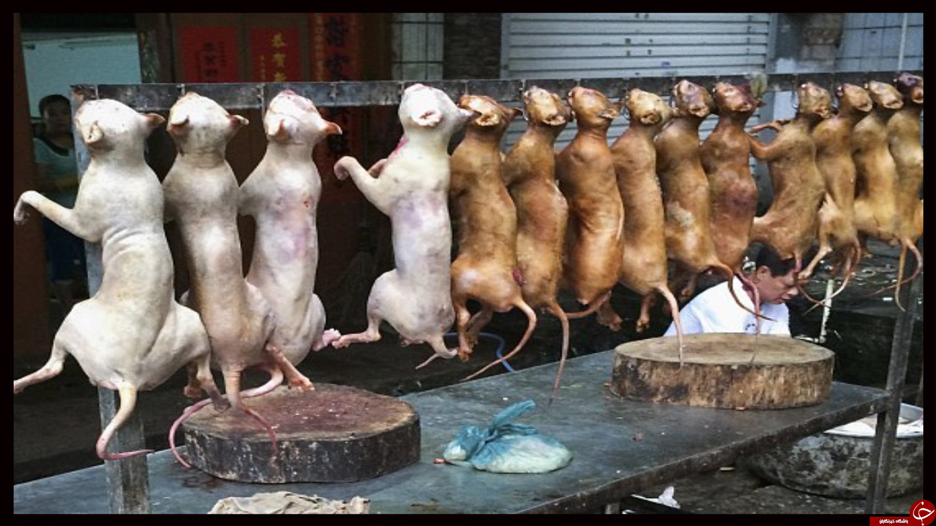 ممنوعیت فروش گوشت سگ در مراسم سگ خوری در چین+ تصاویر