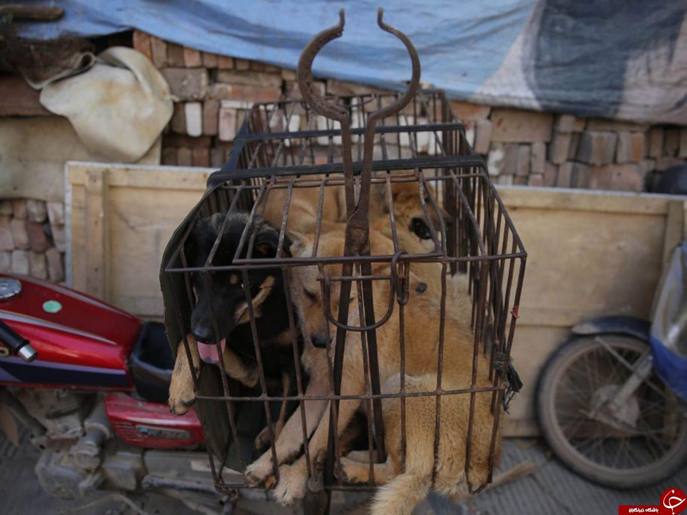 ممنوعیت فروش گوشت سگ در مراسم سگ خوری در چین+ تصاویر
