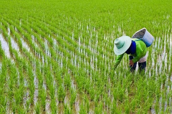 خودکفایی برنج به قیمت خشک شدن منابع آبی می ارزد؟