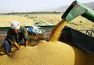 افزایش 160هزار تنی تولید گندم در استان