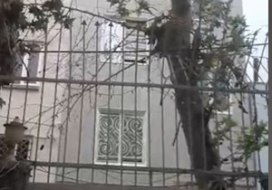 سقوط درخت بر روی دیوار خانه + فیلم