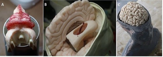 ساخت جمجمه و مغز قابل جراحی با چاپ سه‌بعدی