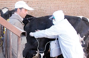 اجرای طرح واکسیناسیون دام در مناطق سیل زده شهرستان‌های آذرشهر و عجب شیر