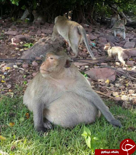 انتقال چاق‌ترین میمون تایلند به کمپ لاغری!+ تصاویر