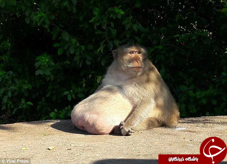 انتقال چاق‌ترین میمون تایلند به کمپ لاغری!+ تصاویر
