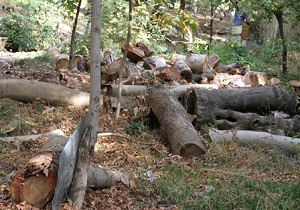 قطع درختان در محله سوهانک + فیلم