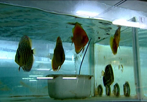 اشتغال‌زایی با پرورش ماهی‌های زینتی + فیلم