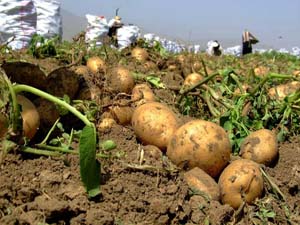 برداشت سیب زمینی بهاره در چرام