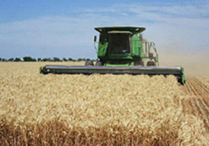 پیش بینی برداشت بیش از 2 هزار تن گندم از مزرعه های بادرود