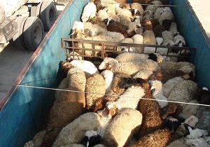 توقیف ۱۲۰راس گوسفند در سمنان