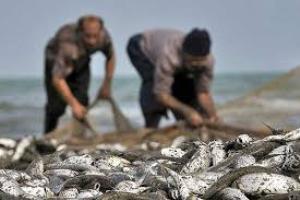 صید ماهی حلوا سفید در خوزستان ممنوع شد