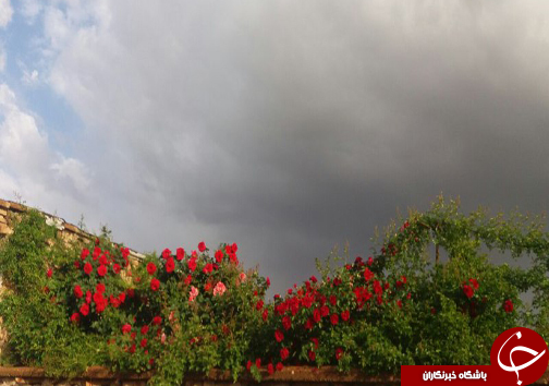 ابتکار جوان فارسی برای کسب روزی حلال/20 نوع گل با 30 پیوند همگی از یک ریشه + تصاویر
