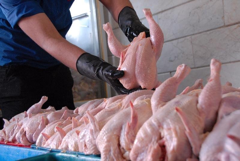 بهبود کیفیت گوشت مرغ تولیدی با اجرای دستورالعمل"مرغ سایز" در زنجان