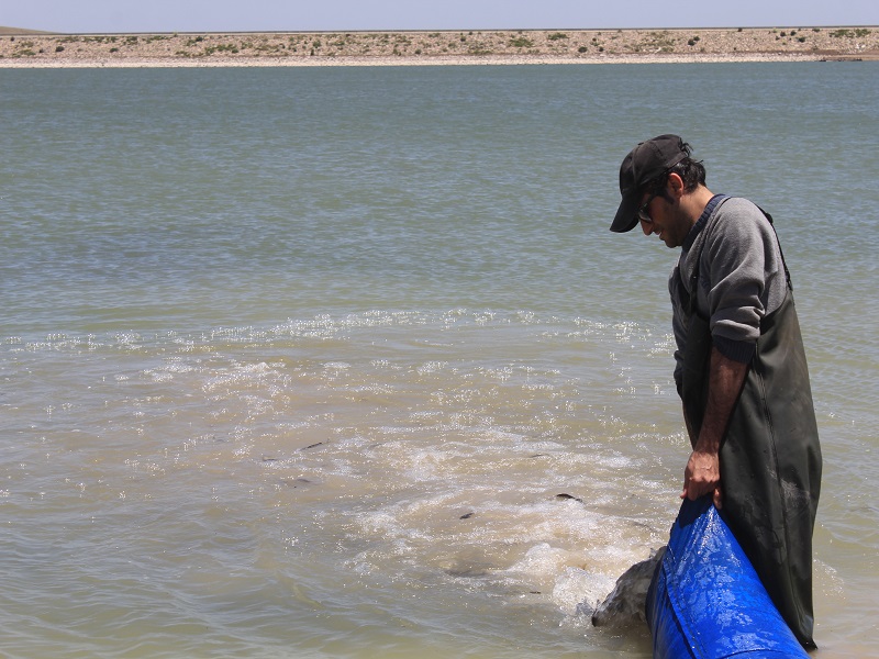 رها سازی 13 میلیون بچه ماهی در سدهای استان اردبیل