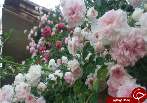 ابتکار جوان فارسی برای کسب روزی حلال/20 نوع گل با 30 پیوند همگی از یک ریشه + تصاویر