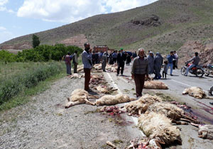 تلف شدن 89 رأس گوسفند در تصادف با کامیون + فیلم و تصاویر
