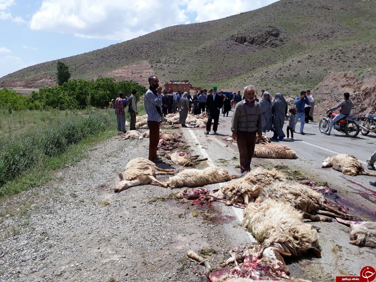 تلف شدن 89 رأس گوسفند بر اثر تصادف با کامیون + فیلم و تصاویر