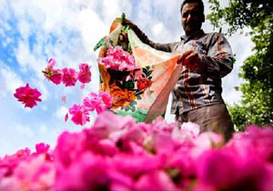 توزيع36 هزار بوته گل محمدی در لاريجان آمل
