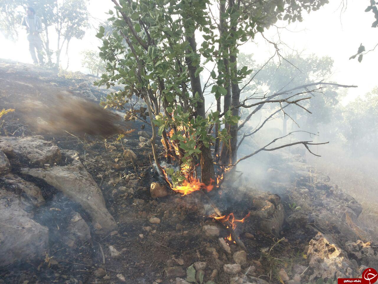 آتش‌سوزی جنگل‌های بدره همچنان ادامه دارد + تصاویر
