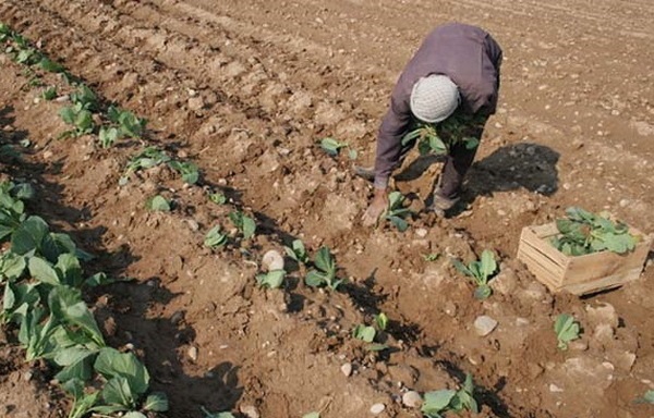 اختصاص زمین های کشاورزی دشت آزادگان به کشت تابستانه