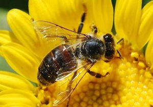 242 هزار کلونی زنبور عسل در استان