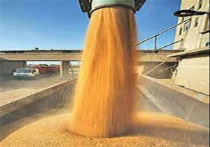 پیش‌بینی خرید ۲۰ هزار تن گندم از کشاورزان گلوگاهی