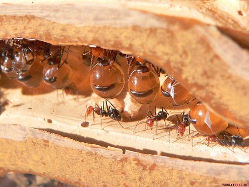 مورچه های شگفت انگیزی که عسل تولید می کنند! +تصاویر