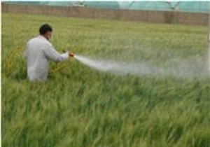 سمپاشی بیش از 22 هزار هكتار مزارع گندم بر علیه سن مادر