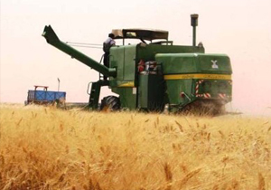 افزایش تولید گندم درکهگیلویه وبویراحمد