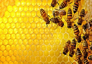 توزیع 60 کندوی زنبور عسل در بانه