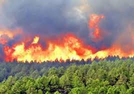 مهار آتش‌سوزی جنگل‌های گنجه‌ای بویراحمد