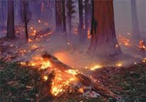 آتش سوزی در دو منطقه جنگلی شهرستان بویراحمد