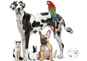 نگهداری از حیوانات در خانه چه بیماری هایی در پی دارد؟