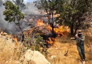 قصه تکراری آتش سوزی در جنگل های ایلام/۳ هکتار جنگل در آتش سوخت