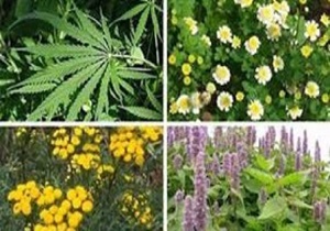 بهار فصل برداشت گیاهان دارویی در شهرستان خلخال