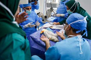 بینایی کامل اردک جراحی شده در تبریز