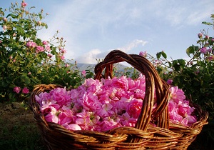 هرسین بزرگترین گلستان گل محمدی استان را دارد