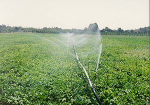 اجرای سیستم آبیاری نوین در 1080 هکتار از اراضی شهرستان دلفان